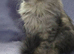 Siberian Kittens (Not Registered)