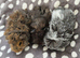 3 boars ready now