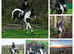 15.1hh 5 yr old Cob x TB/NF Coloured Mare
