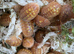 Armadillidium granulatum Granulated Isopod x10