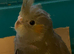 Silly tame hand reared cockatiels for sale