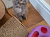 Maine coon kittens available