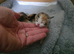2 unusual british shorthair girls
