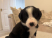 Last 2 bordernese Puppy REDUCED