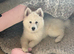 Samoyed puppy