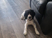 Sprocker for sale