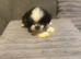 Beautiful shihtzus for sale