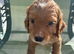 Cocker spaniel male puppie