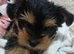 Adorable Yorkshire Terrier puppy 1 boy available.