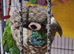 Pearly conure, pair or pet