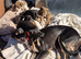 Saluki cross greyhound puppies