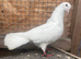 2 fantail dove females