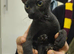 3/4 Sphynx little girl needs new home