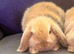 Pure Bred Mini Lops