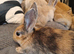 Baby rabbits