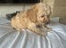 Adorable Cavapoo puppies