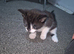 Adorable kitten boys needing a new home