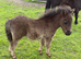 Stunning Black Colt