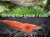 Neo-caridina shrimp