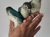Stunning Handreared Tame Violet and Blue Baby Conures
