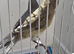 BEAUTIFUL PAIR BLACK GRAYWINGS CANARIES