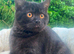 (ONE REMAINING) BSH KITTENS | READY | PRESTON