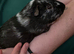 Trio of male Guinea Pigs & full setup!