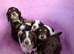 Beautiful cocker spaniel puppies