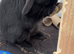 Mini lop rabbit