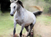 Tall, Elegant Arabian Mare