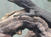 Black Tree Monitor at Birmingham Reptiles
