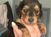 Stunning long hair dachshunds