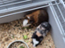 Quinea pigs