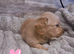 Cream mini dachshunds