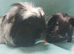 One corronet and one smooth coat guinea pigs