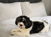 Gorgeous Female Shihpoo