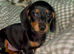 Black and Tan boy