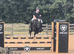 Welsh D gelding