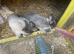Very beautiful purebred Netherland dwarfs