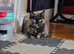 Female 2 year old main coon
