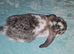 Giant French lop baby rabbits