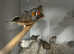 Various Stunning Baby Finches
