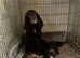 READY TO LEAVE NOW Cocker spaniel puppies