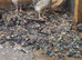 5 female quail