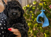 Gorgeous mini / toy poodle puppies