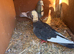Various pigeons for sale