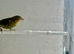Siskin x Canary Mule