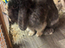 Mum and daughter mini lops