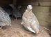 Quails jumbo coturnix