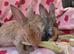 Curly astrex baby rabbits ☆Last 2 Rare curly